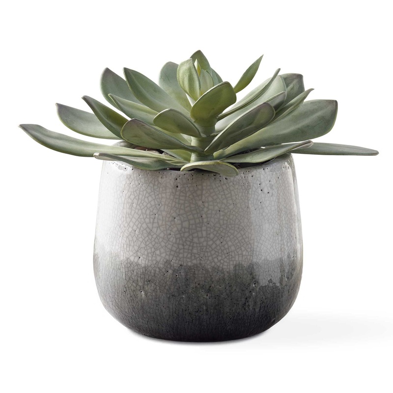 Dudleya – Outdoor Succulent – Gray / Green