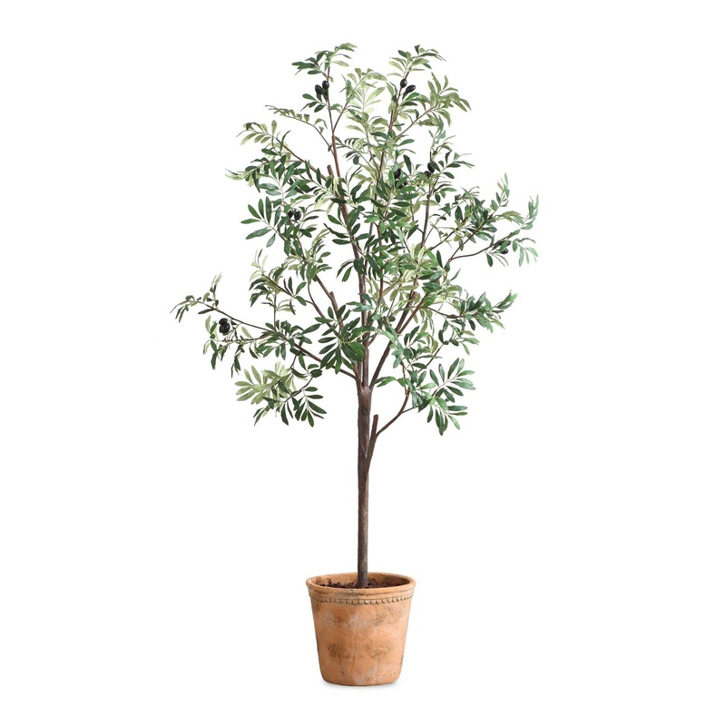Olea – Potted Olive Tree – Green