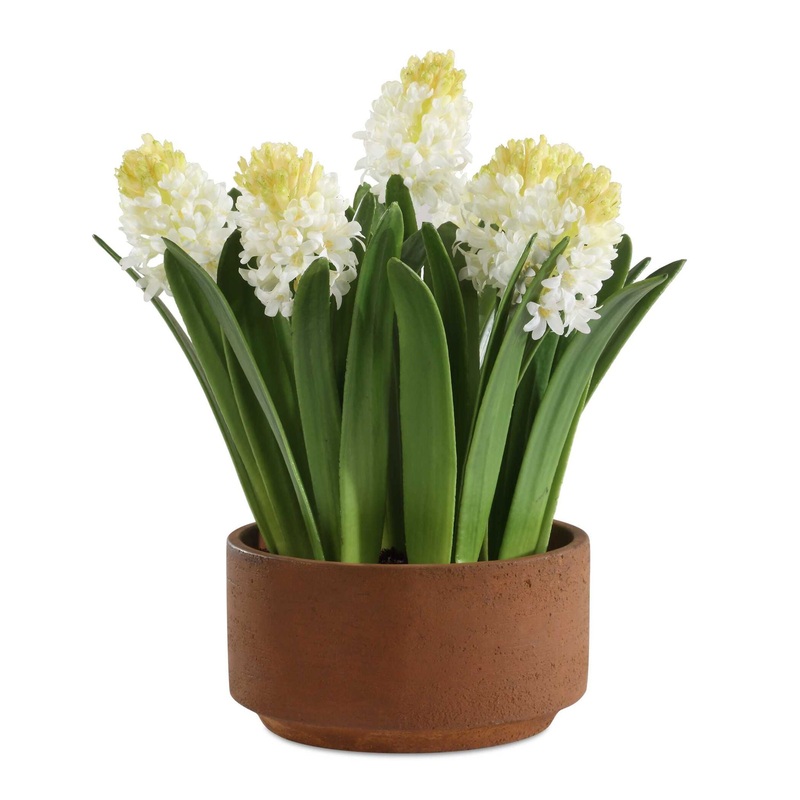 Sincerity – Potted Hyacinth Plant – Green