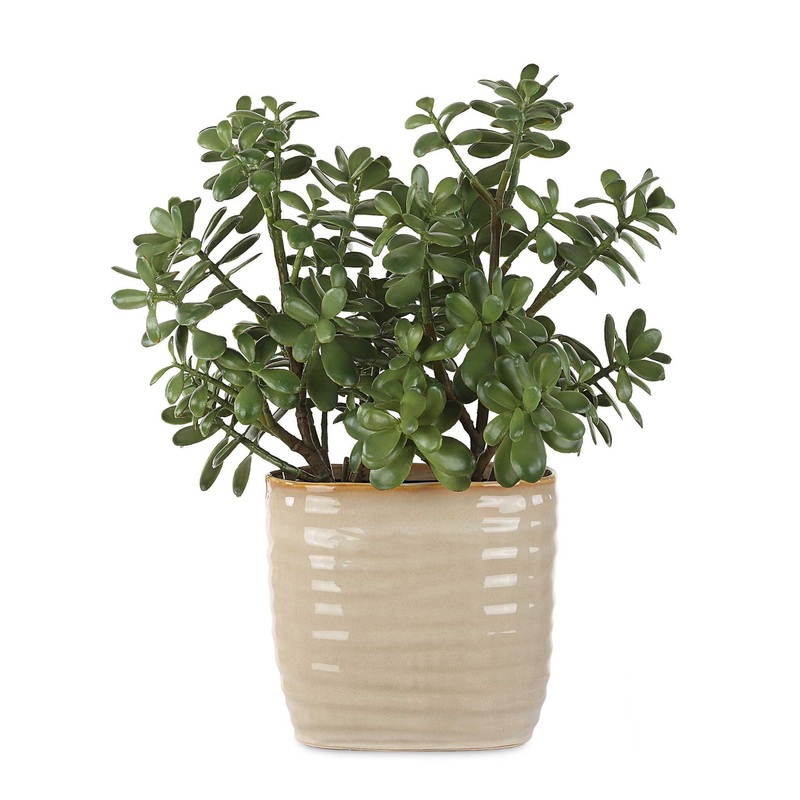 Crassula Jade – Accent Plant – Beige