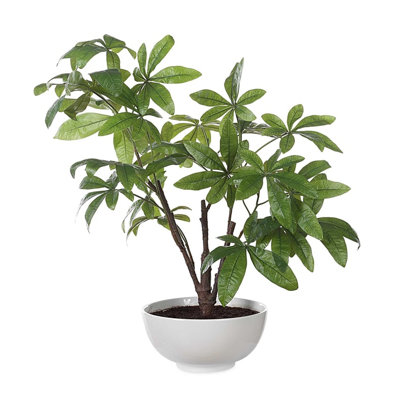 Pachira – Money Tree – White